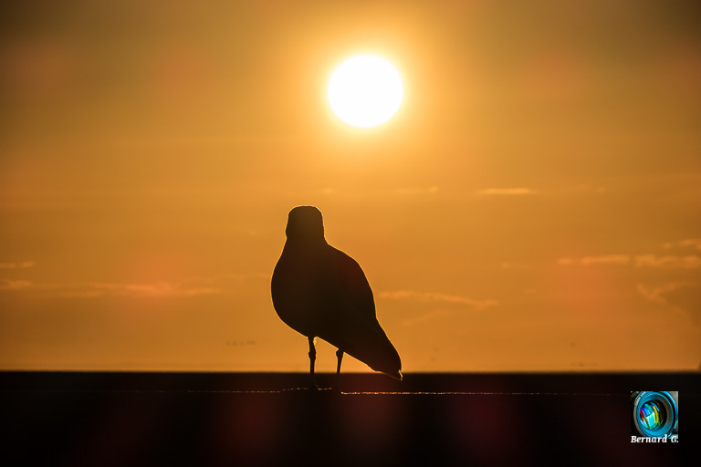 goeland sur coucher de soleil