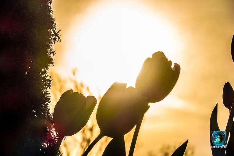 coucher de soleil sur des tulipes