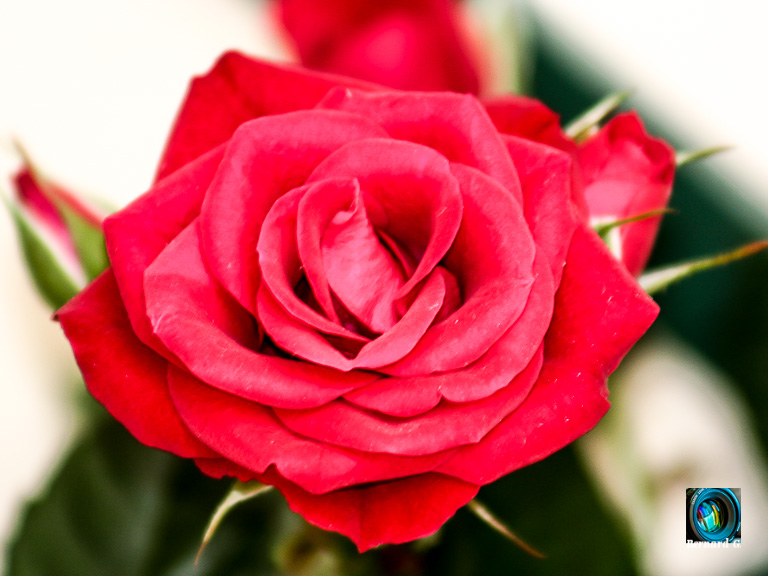 rose rouge