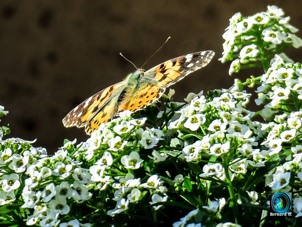 Papillon posé sur des alysses