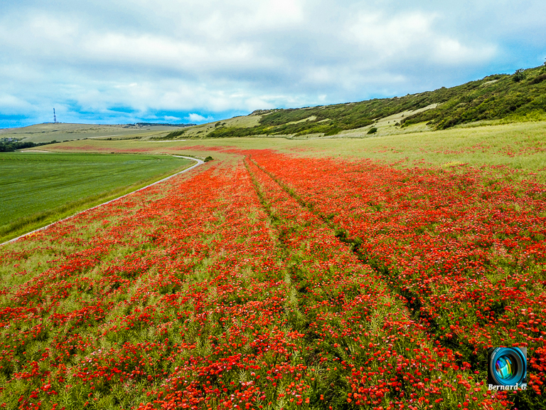 Superbe champ de coquelicots