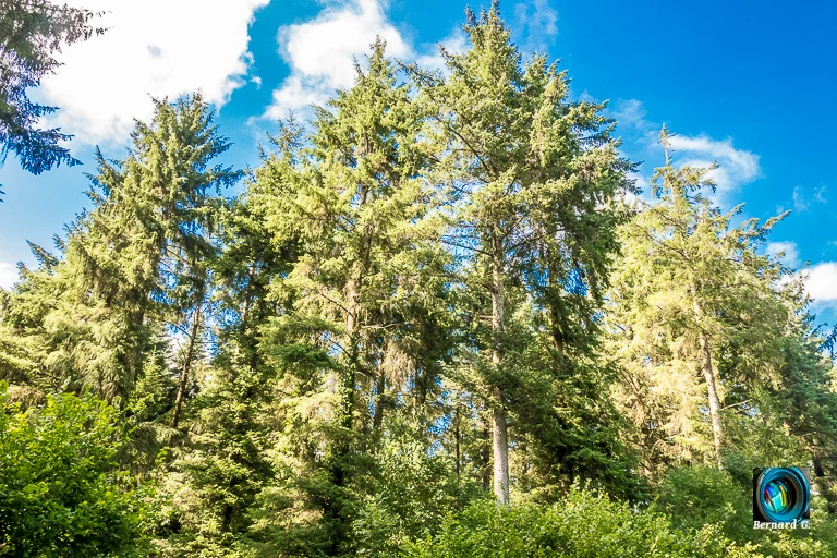 Forêt domanial de Guînes