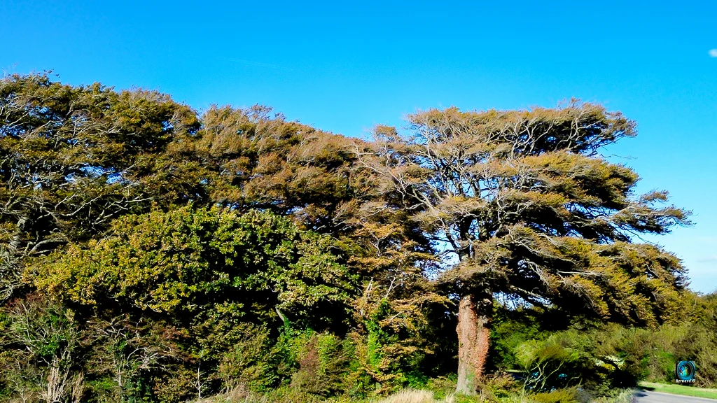 Quand la forêt nous ressource