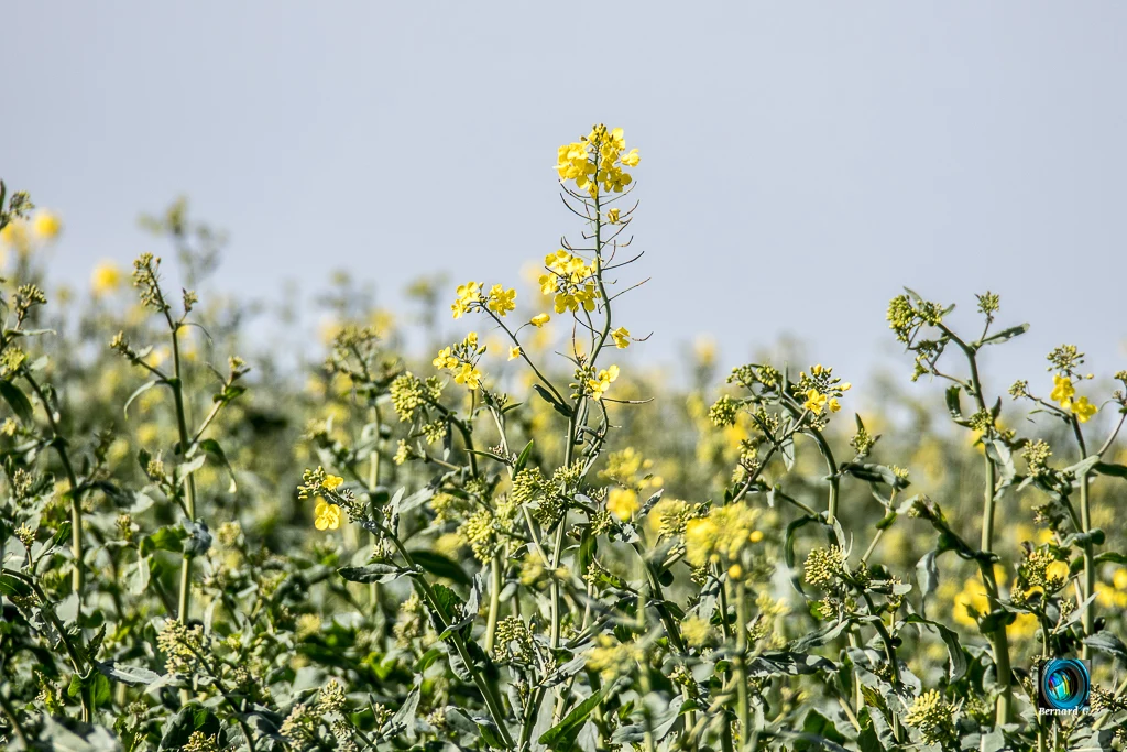 Champ de colza vu par Bernard G.