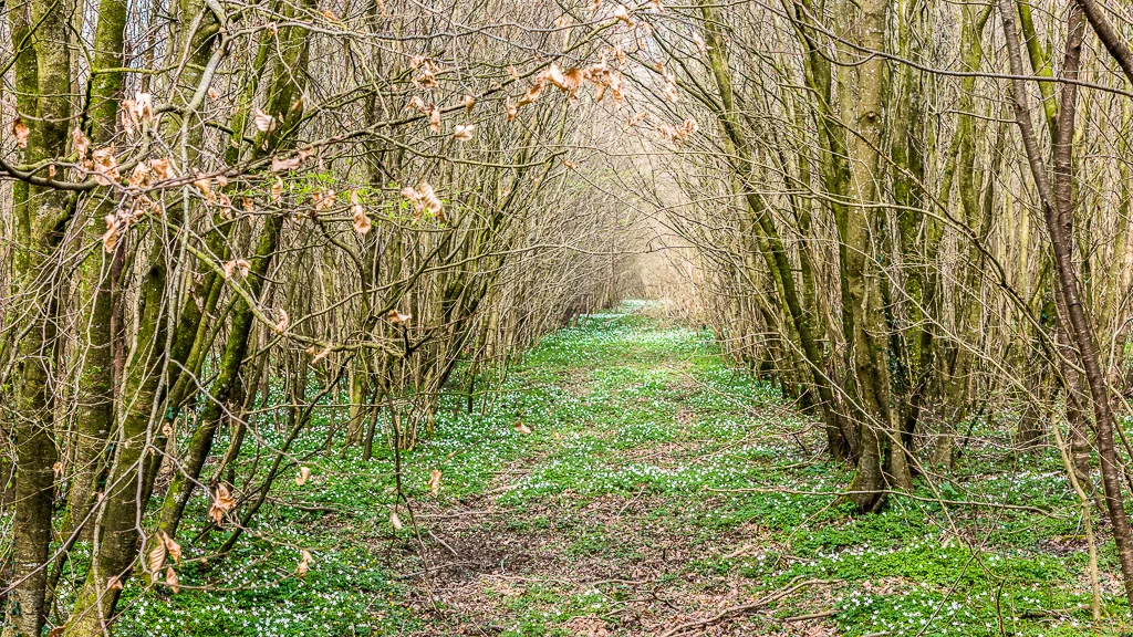 avant goût du printemps avec son changement d'heure